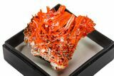 Bright Orange Crocoite Crystal Cluster - Tasmania #148496-1
